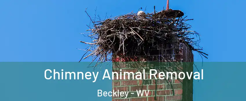  Chimney Animal Removal Beckley - WV